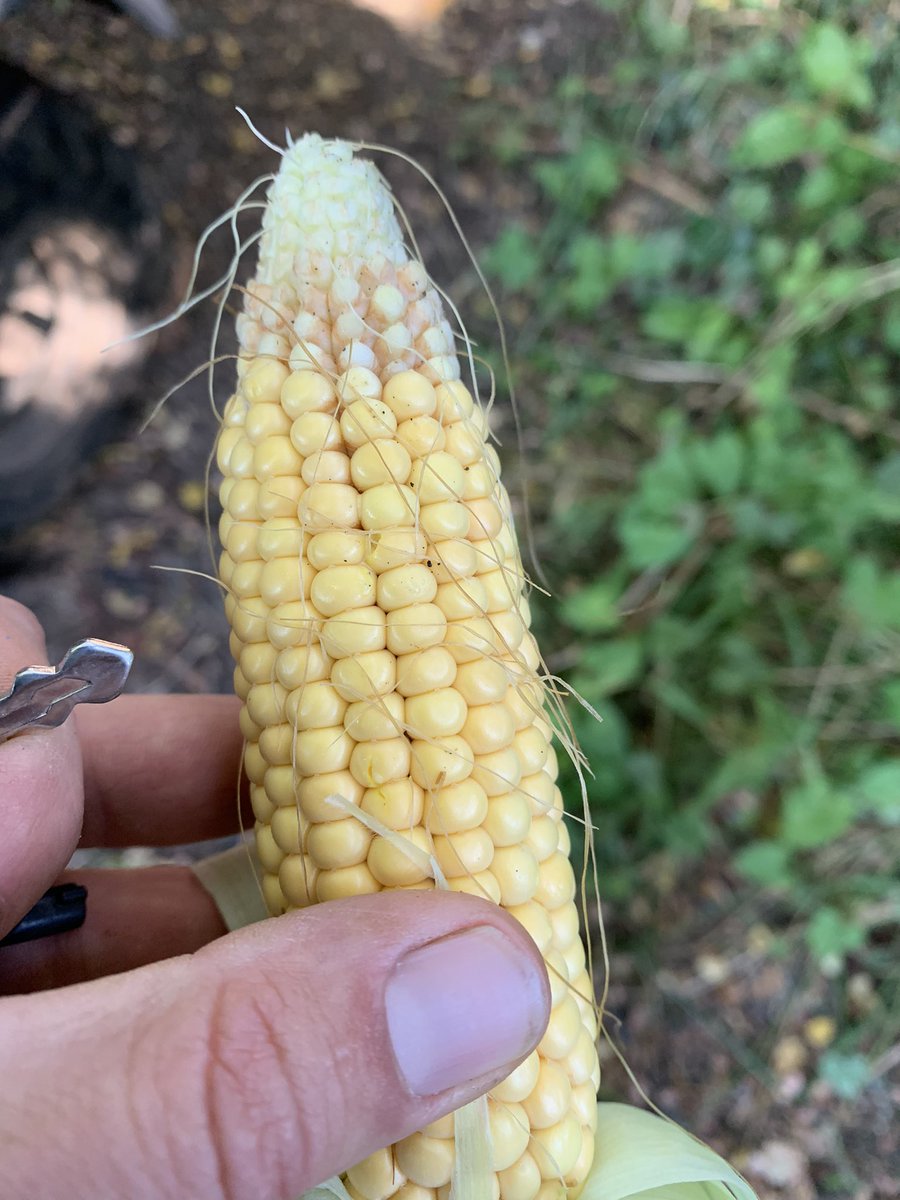 Vince_Rookery's tweet photo. Maize harvest has started 🦡🦡🦡🦡
#AutumnTreats #badgergate https://t.co/4D1uRXBX2U