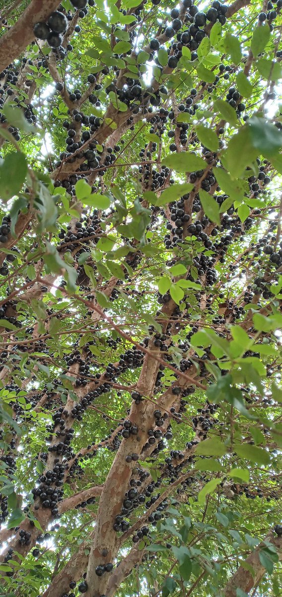 MarcosV26428488's tweet photo. Quintal de ks tha como !!! Natureza.. https://t.co/70egPGf1kW