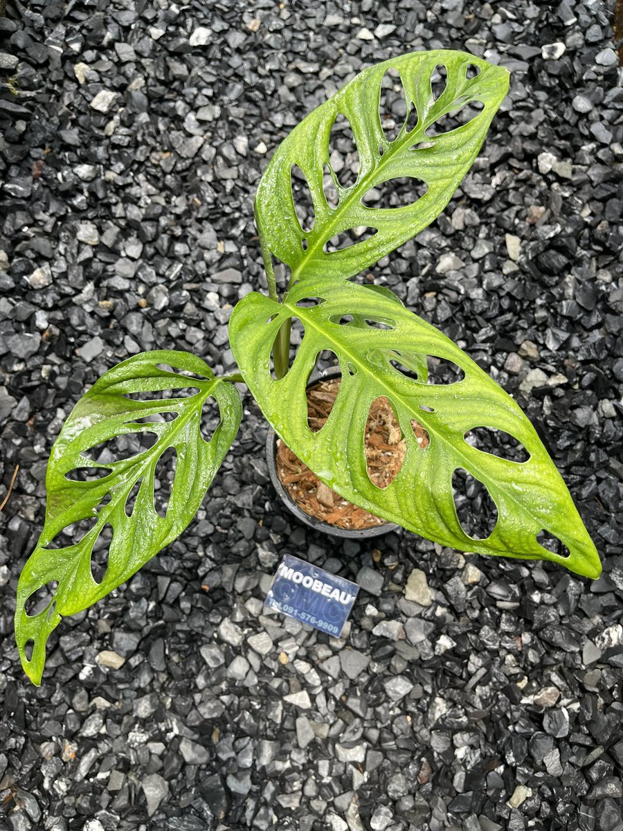 moobeauomc's tweet photo. ยิ่งโต รูยิ่งเล็ก 
🪴Monstera lechleriana 🪴

🔴👉🏻 1,300- 👈🏻#ต้นไม้ด่าง #คนรักต้นไม้ #ต้นไม้ฟอกอากาศ #ไม้ด่าง https://t.co/wbDBMNpwLf