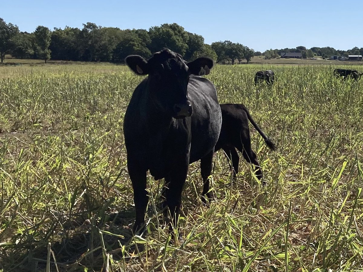 pottcoag's tweet photo. These #cows are nearing the end of grazing this summer cover #crop of peas, pearl millet and sorghum x sudan mix. https://t.co/OnrGqSl1yU