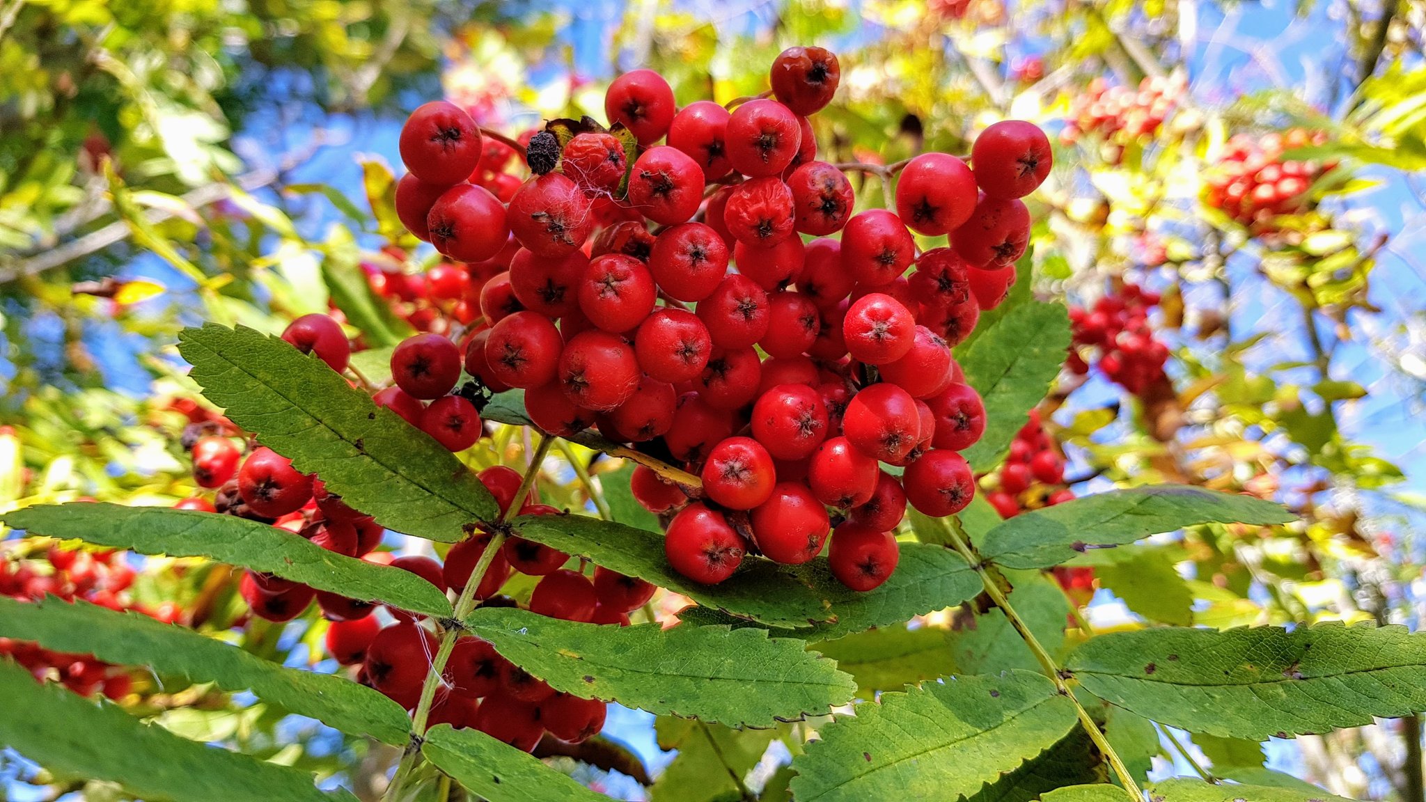 Are Rowan Berries Poisonous To Dogs