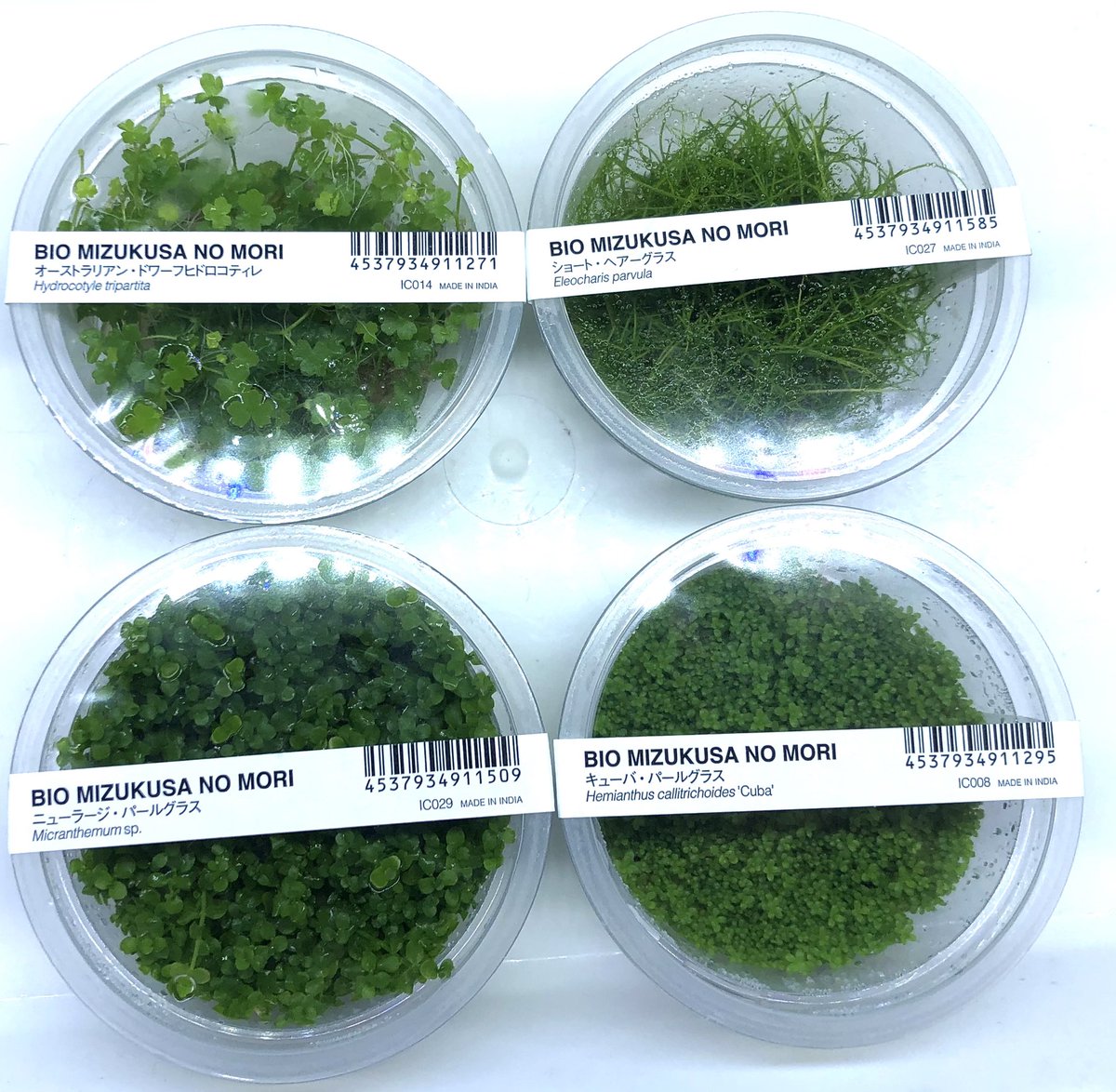 かねだい伊勢原 金魚 水草 Ada 水草の森入荷情報 ｵｰｽﾄﾗﾘｱﾝﾄﾞﾜｰﾌﾋﾄﾞﾛｺﾃｨﾚ ｼｮｰﾄﾍｱｰｸﾞﾗｽ ﾆｭｰﾗｰｼﾞﾊﾟｰﾙｸﾞﾗｽ ｷｭｰﾊﾞﾊﾟｰﾙｸﾞﾗｽ ｴｷﾉﾄﾞﾙｽﾃﾈﾙｽ ﾍｱｰｸﾞﾗｽ ｳｫｰﾀｰﾛｰﾝ ﾋﾄﾞﾛｺﾃｨﾚﾐﾆ