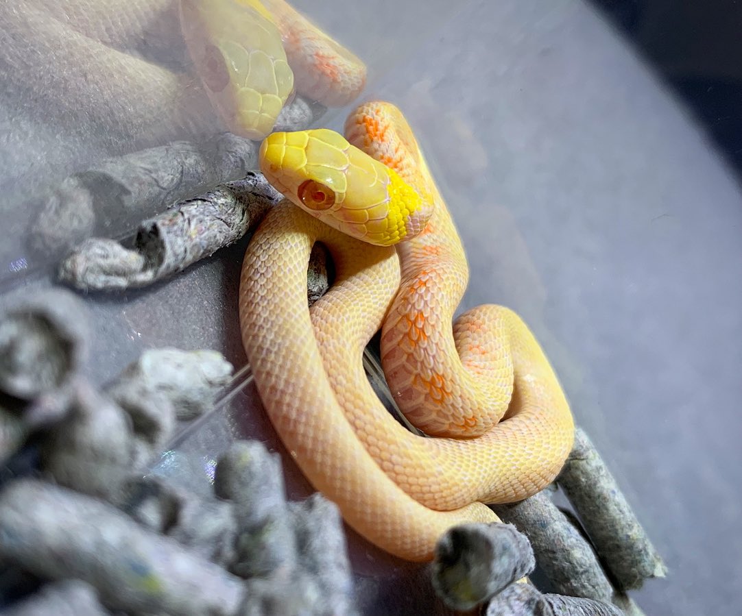 ヘビ画像注意 非常に珍しいヤマカガシのアルビノ個体が捕獲される かわいい めっちゃ美人 などの反応集まる Togetter