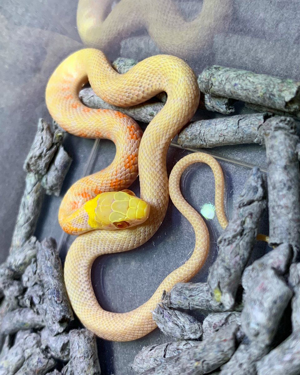 ヘビ画像注意 非常に珍しいヤマカガシのアルビノ個体が捕獲される かわいい めっちゃ美人 などの反応集まる Togetter