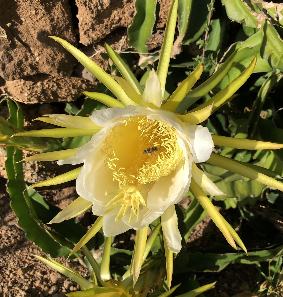 CaseriodeIcor's tweet photo. Una inesperada sorpresa en el #caseriodeicor al ver abejas (la endémica Colletes moricei creemos), polinizando a la flor de una noche (la flor de la pitaya o el sol nocturno). Ver/leer más en nuestro blog https://t.co/xOaQGp5soU (#arico #Tenerife) https://t.co/d1gzAU2Etc