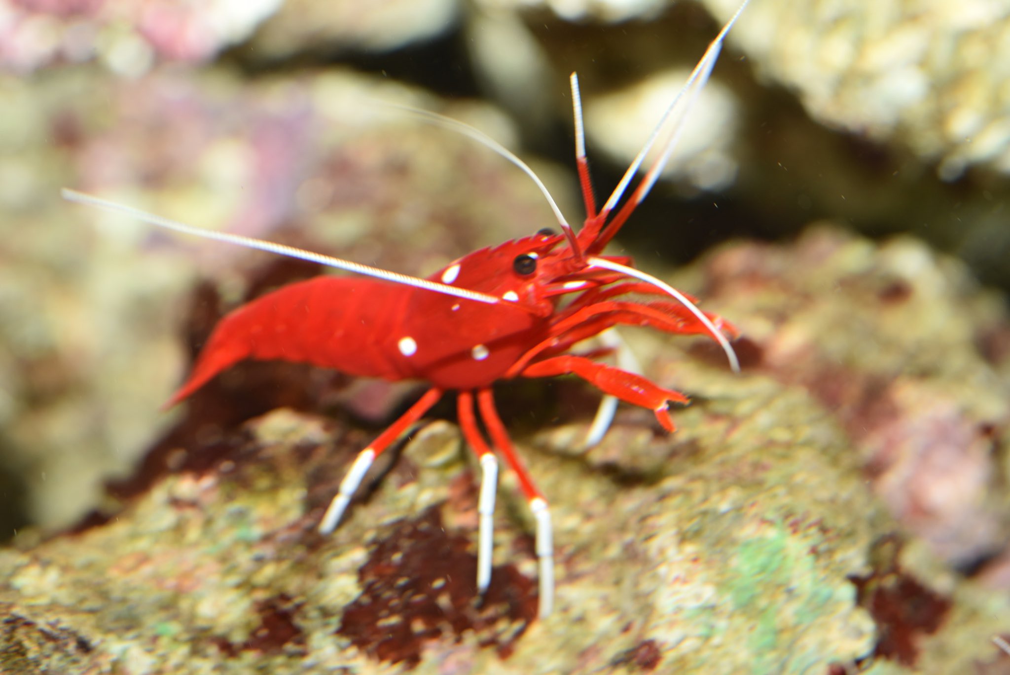 すさみ町立エビとカニの水族館 エビのオモチャ に見える本物 ホワイトソックス シロボシアカモエビ サンタエビ T Co 5ql726hlsr Twitter