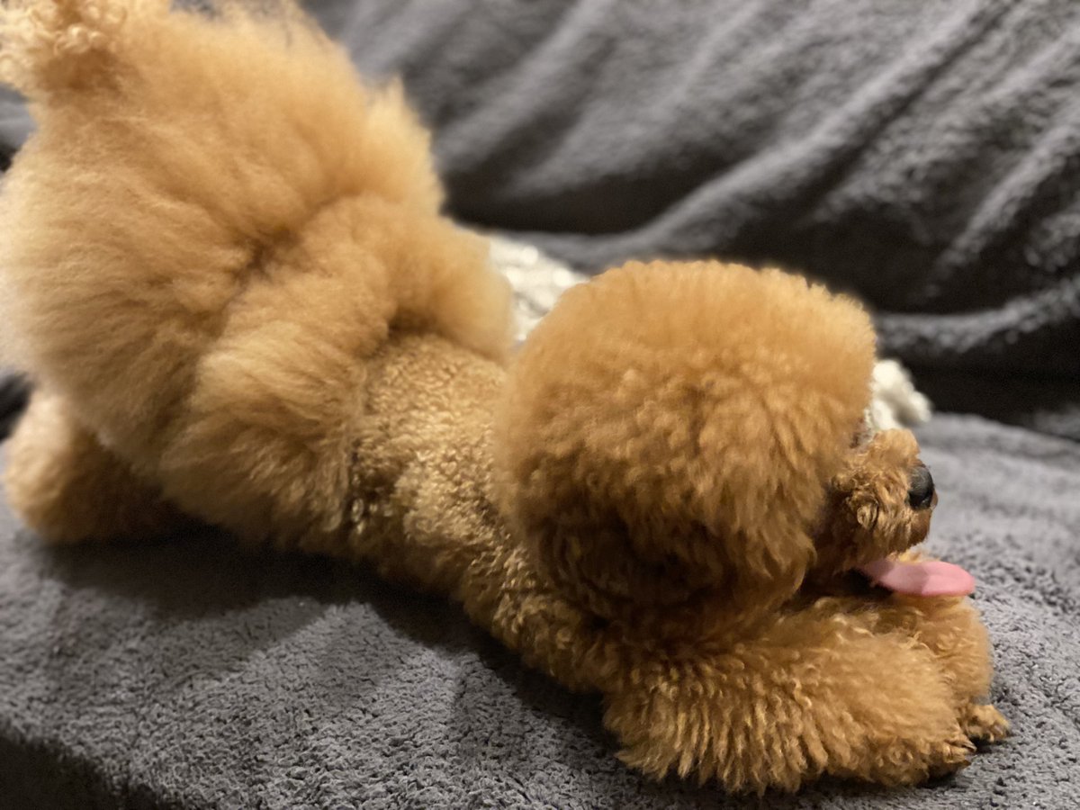 自由人 メインは樹 時々昌磨 Jumokuno0108 Twitter