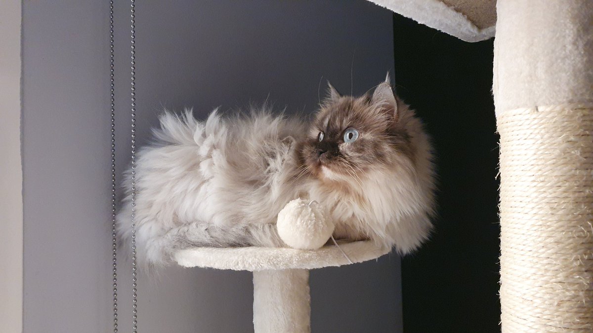 _achoocha's tweet photo. eternally grateful for my cat.. 💙 https://t.co/TEIOF4qJ5K