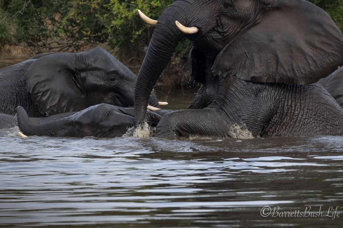 Garonga Safari Company tweet media