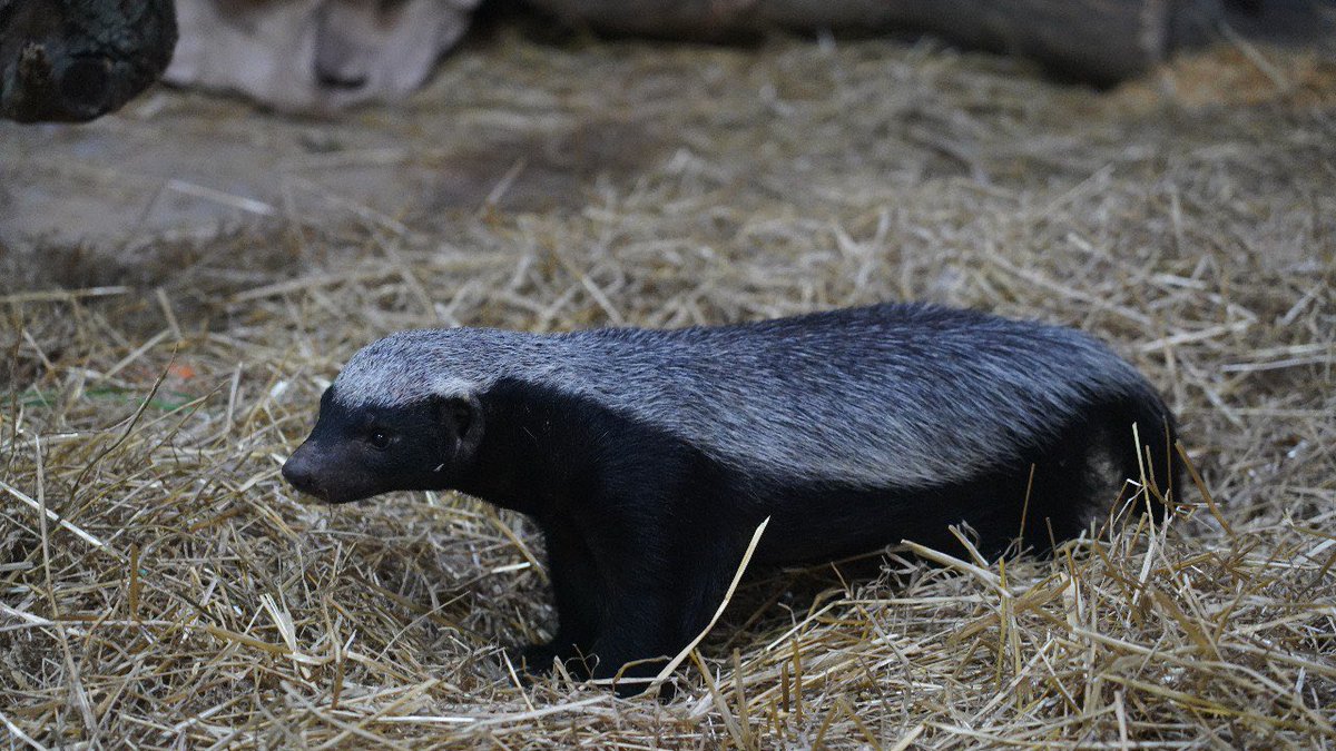 moscowzoo's tweet photo. В МОСКОВСКОМ ЗООПАРКЕ ВПЕРВЫЕ ПОЯВИЛИСЬ МЕДОЕДЫ
👀🐾
Два медоеда – самец и самочка – приехали к нам ещё в конце мая. Лето они провели на карантине в нашем Центре воспроизводства под Волоколамском. На городской террит��рии зоопарка для них готовился вольерный комплекс. https://t.co/NnUr8racXc