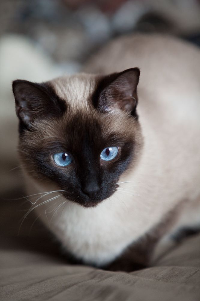 my_siamese's tweet photo. Could you like this kind of #cat?
https://t.co/2dz42Z3A67
#siamesecat #siamese #cats #cat #catlife #catlover #kittens #catlovers #kitten #siamesecats #instacat #siamesekitten #meow #catoftheday #siameseworld #CatsOfTwitter #kitty #blueeyes #cute #bhfyp https://t.co/Wk4GSmeiS3