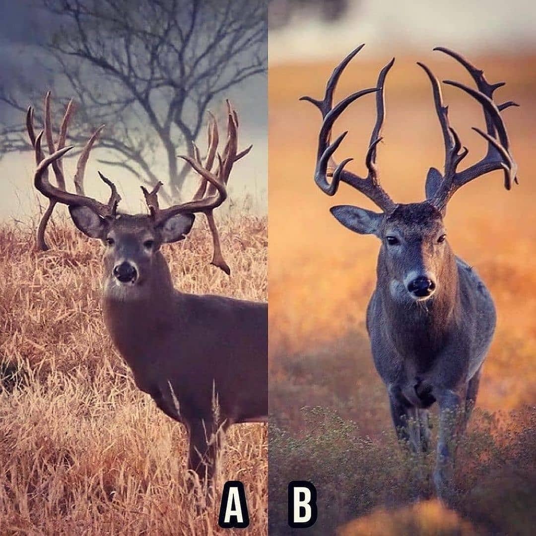 MeriNoha's tweet photo. Both broadside at 30 yards🦌Which one are you shooting👇comment below...

If your love hunting follow ....for daily content.... #hunting #huntinglife #huntingseason https://t.co/vOr7NMnzXP