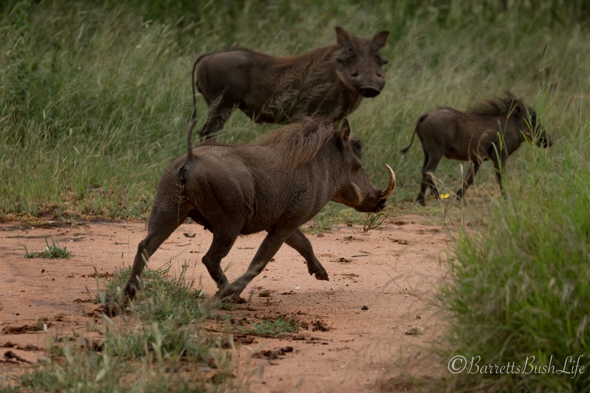 Garonga Safari Company tweet media