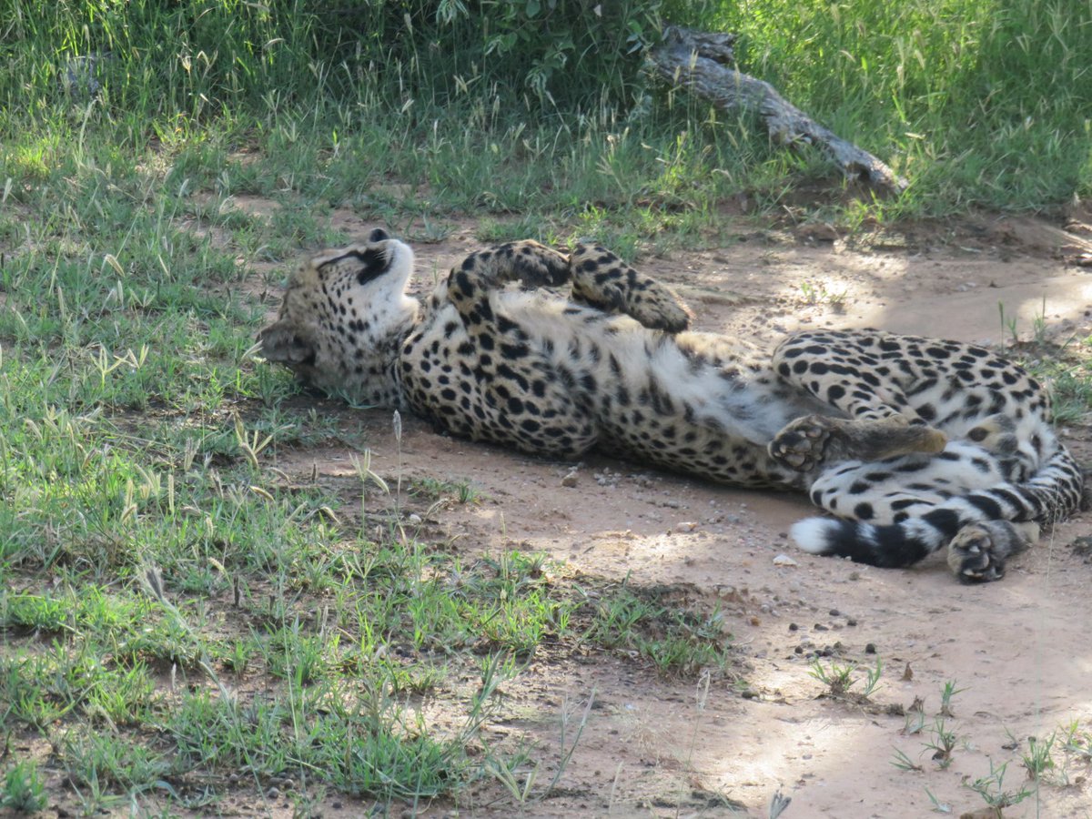 Garonga Safari Company tweet media