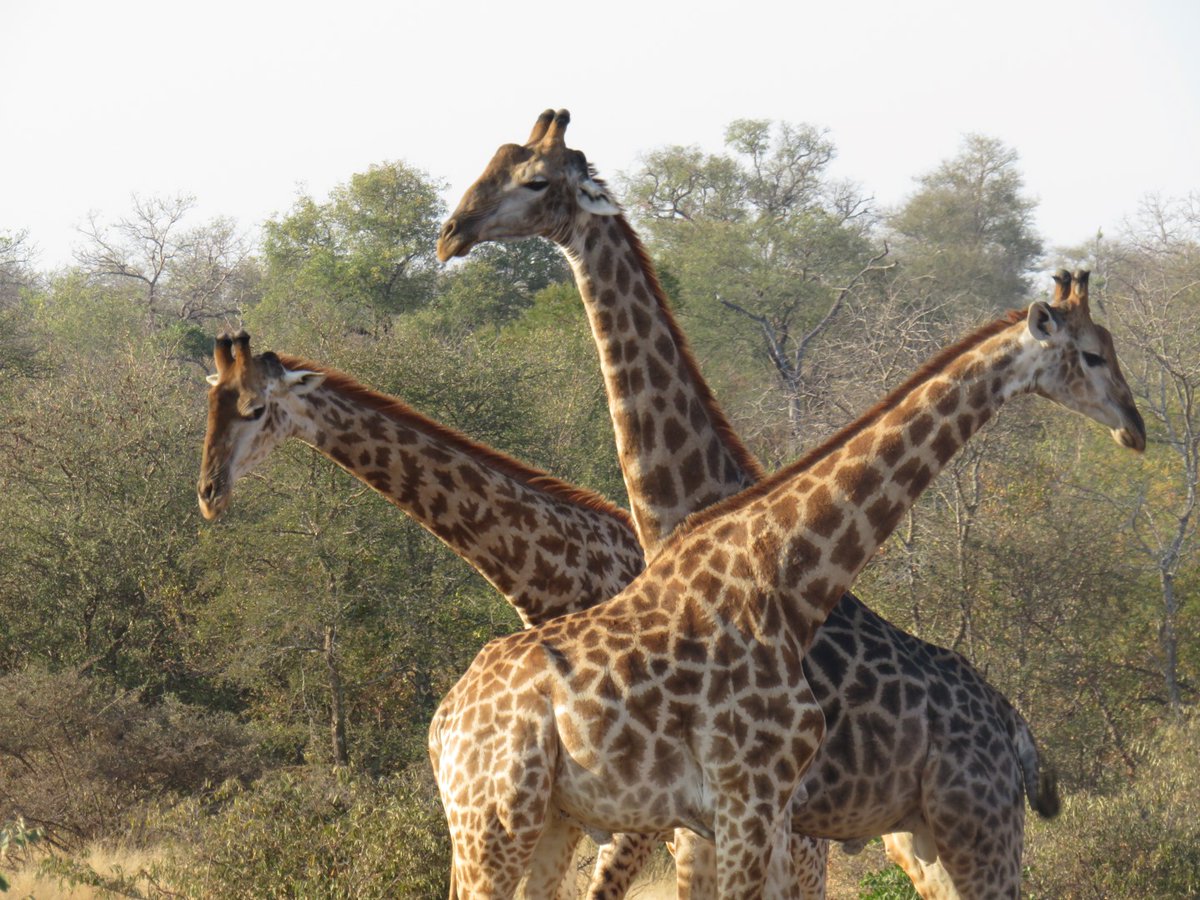 Garonga Safari Company tweet media