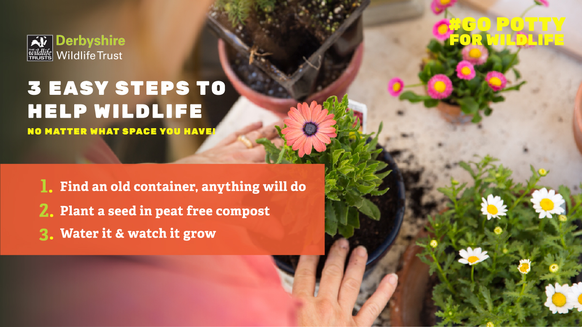 DerbysWildlife's tweet photo. Reduce reuse recycle - any pot anywhere!  Not got anything to plant in?  Visit one or our charity shops in Belper or Bakewell to see what you can find.... 🌸🧡

Learn more: https://t.co/5xoInoVGkD
#gopottyforwildife​ #gopotty https://t.co/JDJiUH8j4x
