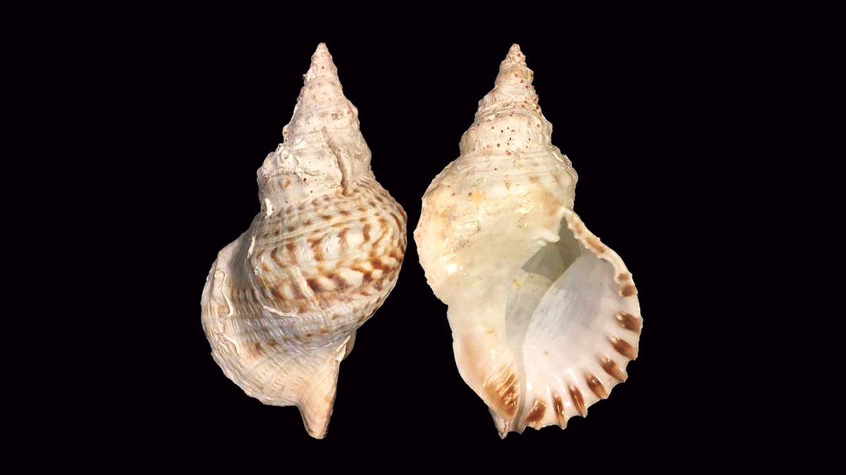 geocappiello's tweet photo. #24Settembre #24September 2021
Seashells and Art
1. Charonia lampas
2.3.4. Fontana del Tritone (1642-43)
di Gian Lorenzo Bernini
Piazza Barberini, Roma
#fontanadeltrtone #roma #arte #conchiglie #statue #fontane #rome #art #seashelles #shells #marinemonday https://t.co/RUpJl0qFpR