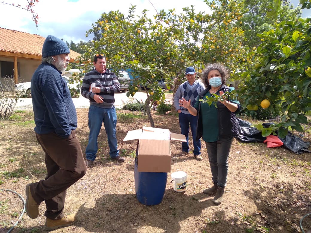INIARaihuen's tweet photo. En Cauquenes se realizó una interesante jornada de elaboración de biopreparados, con la participación de agricultores miembros del GTT arándanos del secano y la especialista de INIA, Sigrid Vargas, en predio del Sr. Alberto Bravo, camino a Molco. https://t.co/xl2kwTIX9i