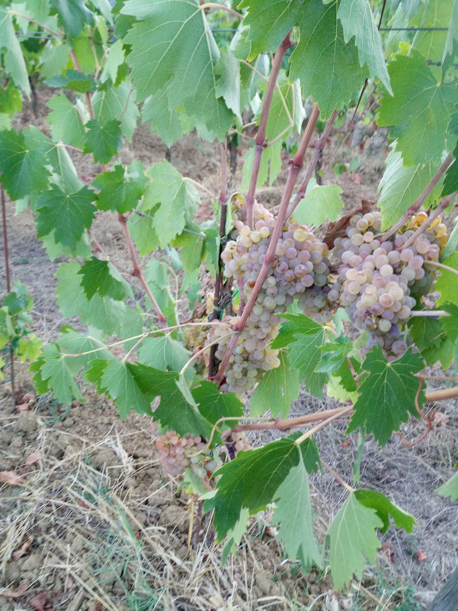 SignanoSangi's tweet photo. Bellissima #Vernaccia 2021. Ottima annata con poca quantità ma grande qualità. @vernacciasg @ViniBiopuntobio @vinitalyclub https://t.co/nUJoW1Zu7k