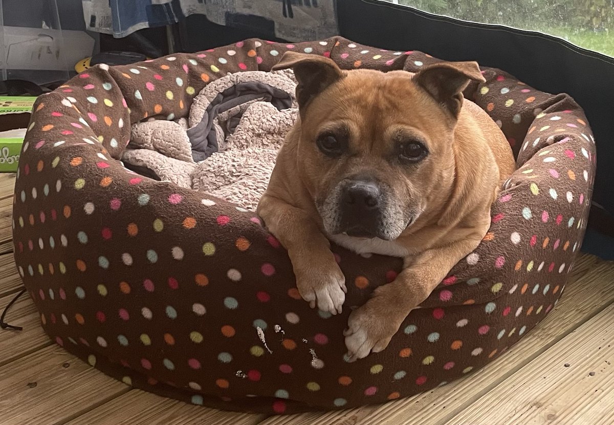 Dan_Mahone's tweet photo. Little Red Thunder.  Ruby 💔
14/12/2007 - 24/9/2021
#Staffy 🌈 https://t.co/aFv3AlrK8b