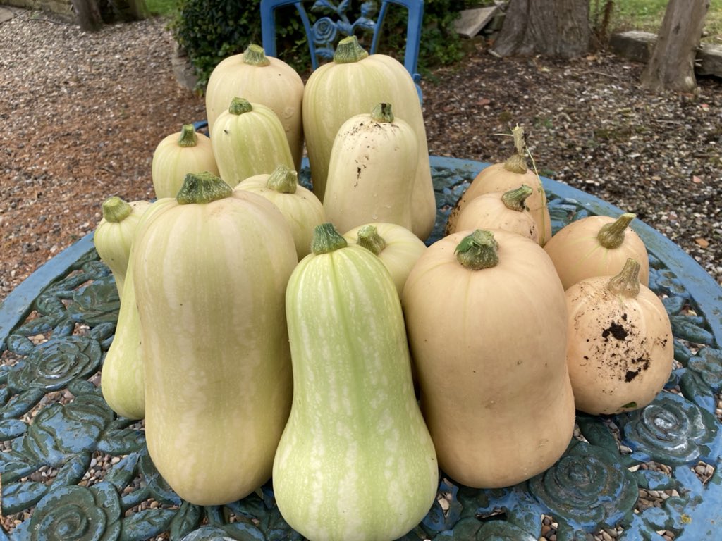 JRGlobal's tweet photo. Very happy with the Butternut Squash crop this year. Planted out on #HallamOutdoors day @HallamStaff https://t.co/AJNiXKGbtA
