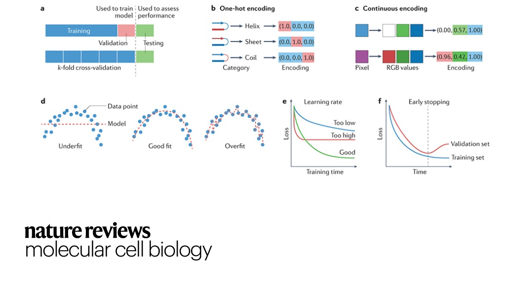 NaturePortfolio's tweet photo. A Review in @NatRevMCB provides an overview of machine learning techniques and provides guidance on their applications in biology. https://t.co/Y5ahy6IlD0 https://t.co/mk9NYOZTJ8
