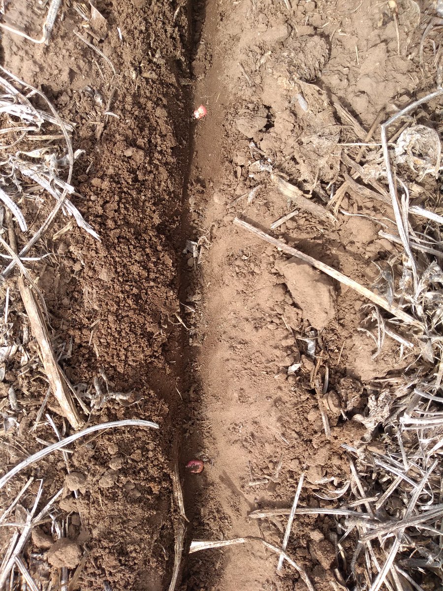 pioneer_san's tweet photo. Largamos la 21/22 con P 1815 VYHR y chiche nuevo !!! Felicitaciones a todos los productores por seguir apostando a este negocio !! 🌽🌽🌽⛈️⛈️⛈️@pioneersemillas https://t.co/hQwnRujRNM