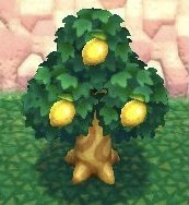 consolecaito's tweet photo. Ok ok ok. I know everyone is hyped about Brewster (and so am I)…but hear me out….lemon trees 👀 https://t.co/Irw6VtHZ5w