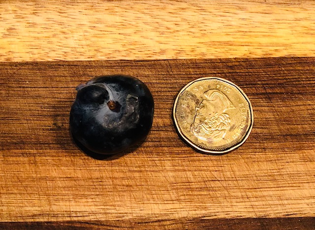 Have blueberries gotten too big? <a href="/AgMuseum/">Canada Agriculture and Food Museum</a> what do you think? #MonsterBerry