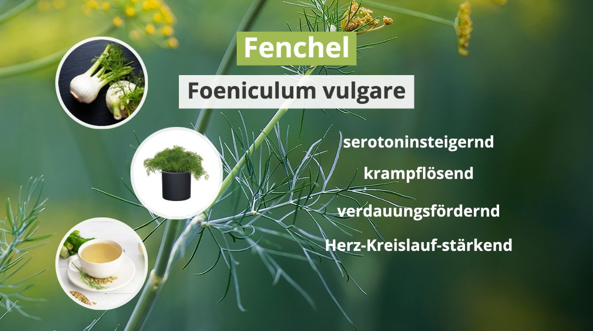 Die einen schwören auf ihn, andere machen einen großen Bogen um die Knolle. Fenchel polarisiert und kommt mit einer Menge gesunder Inhaltsstoffe daher. 
Ein Grund mal wieder zum Grünzeug zu greifen! 
#gardening #healthy #eatsmart