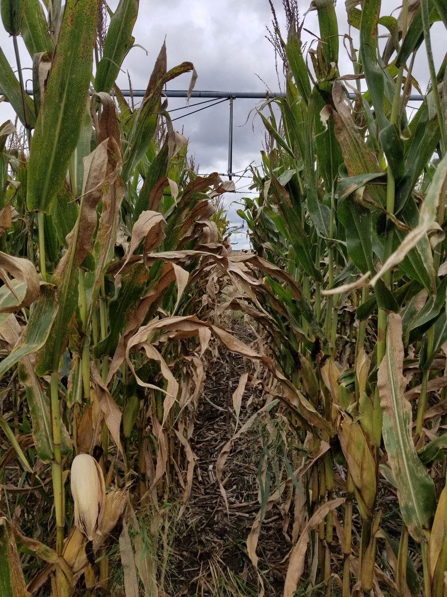 Darcy Telenko tweet media