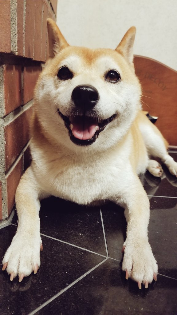 大福寿 Daifukujyu Twitter