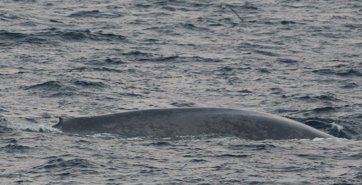 azti_brta's tweet photo. Yesterday, during the #JUVENA survey carried out in the Bay of Biscay, the AZTI's observers team had an amazing sighting of a blue whale (Balaenoptera musculus) around 200 miles off the French coast. 

🐳📷😍Here you have some photos of the sighting. https://t.co/cZ2wbMuwCY