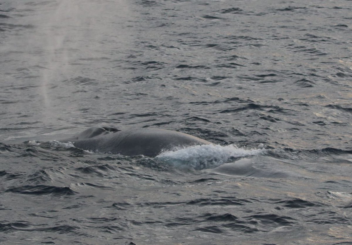 azti_brta's tweet photo. Yesterday, during the #JUVENA survey carried out in the Bay of Biscay, the AZTI's observers team had an amazing sighting of a blue whale (Balaenoptera musculus) around 200 miles off the French coast. 

🐳📷😍Here you have some photos of the sighting. https://t.co/cZ2wbMuwCY