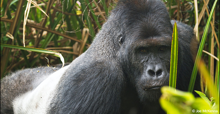 BonnConvention's tweet photo. Hunting for meat is the main threat to three Critically Endangered Gorilla subspecies: Western Lowland Gorilla, Cross River Gorilla and Grauer’s Gorilla. 

CMS lists all Gorilla species on Appendix I for their strict protection through Range States🌿🦍🍃🌍 
#WorldGorillaDay2021 https://t.co/vqFDduz3rU