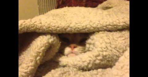 jazzycatfelines's tweet photo. Cat politely declines to be removed from cozy blankets. https://t.co/U3dOTpBjZW https://t.co/hEx6mgxrTC