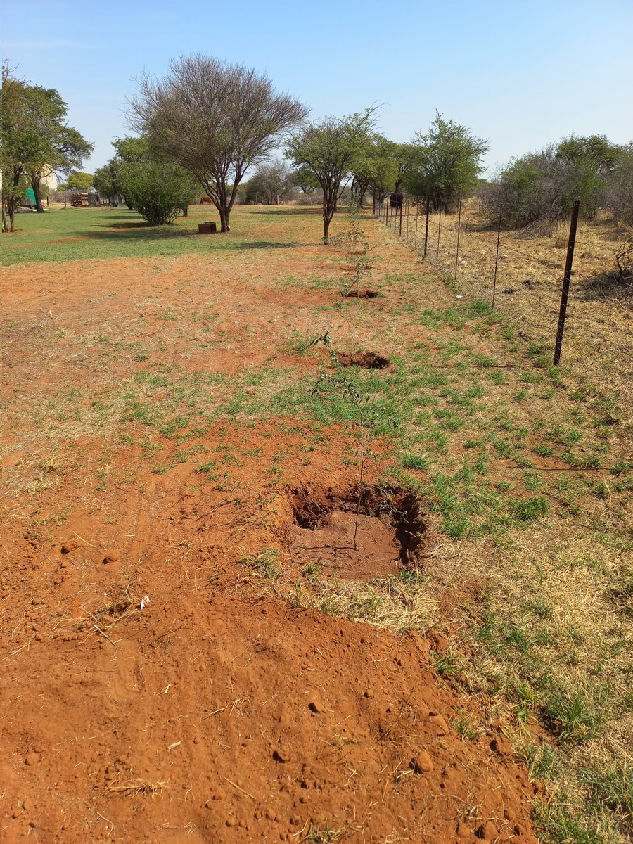 KameelAnd's tweet photo. Almal moet #Erfenisdag geniet. Plaas dam is reg vir gaste en kan hul nou lekker afkoel.  Ons het ook nog bome geplant vir lekker sladuwee en koelte op n warm dag.                   Geniet die lang naweek. 
#KammelZA #RouteR377
#Nortwest #Kameelrustandvrede https://t.co/qTIke08g1O