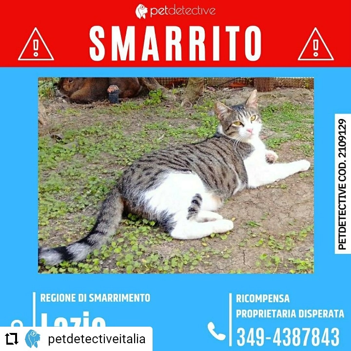 CD da Instagram <a href="/PetDetective_IT/">Pet Detective Italia</a> 🆘SMARRITO MAUI a CERVETERI (RM)
presso Via dell’infernaccio 32
Razza: Europeo Maschio castrato-Pelo bianco e tigrato grigio, SPAVENTATO non si lascia avvicinare
RICOMPENSA PROPRIETARIA DISPERATA
Mary 3494387843
🔗instagram.com/p/CUDOTPjN6uA/…