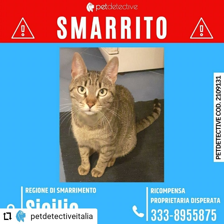 CD da Instagram <a href="/PetDetective_IT/">Pet Detective Italia</a> 🆘SMARRITA CICCI a PACECO (TP)
presso Via Garibaldi 206 contrada Nubia
Razza: Europea Femmina sterilizzata
Pelo tigrato marrone e nero, SPAVENTATA non si lascia avvicinare
RICOMPENSA PROPRIETARIA DISPERATA
3338955875
🔗instagram.com/p/CUHbxEwM83D/…