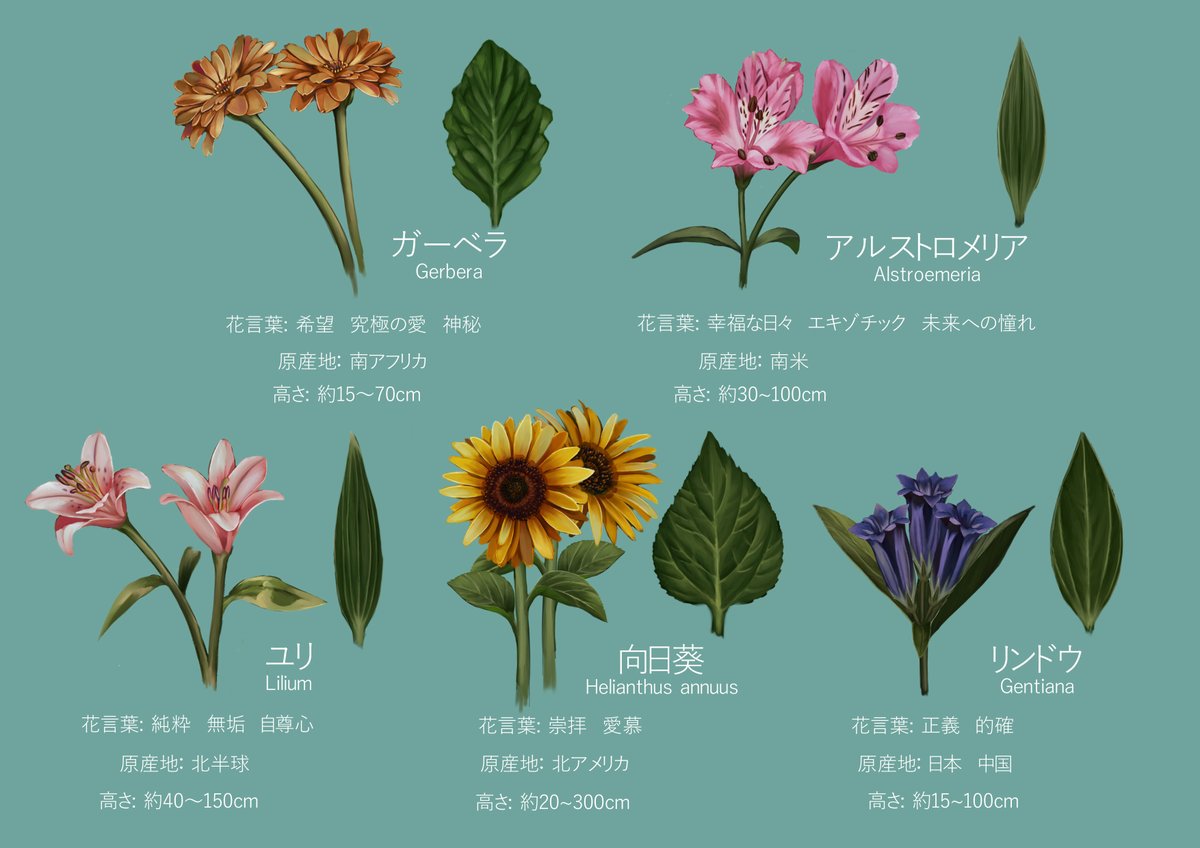 「絵描きのための花と花言葉とメイキング 」|鈴咲のイラスト