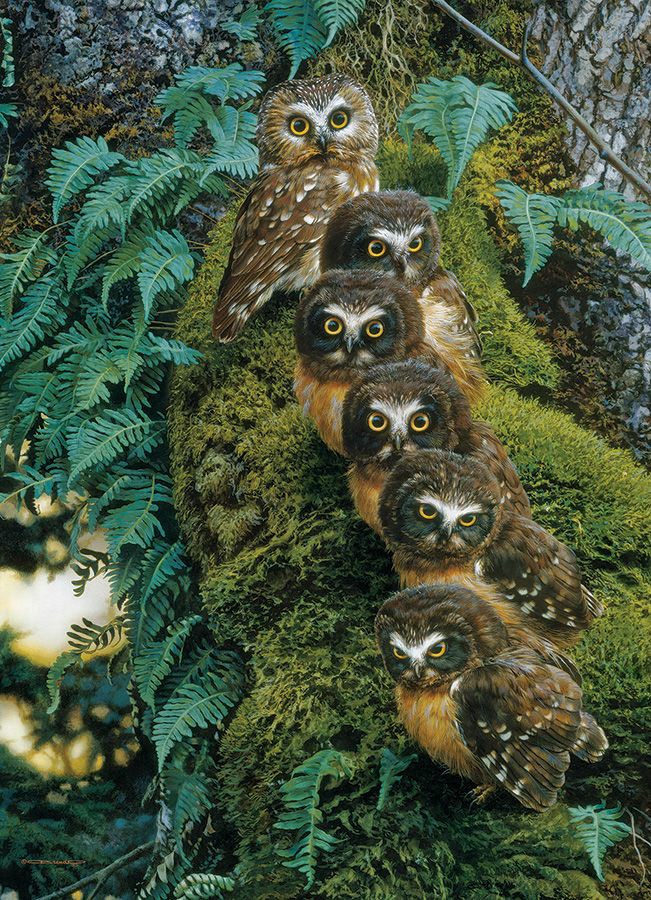 BeautyNature___'s tweet photo. Family tree.🦉
#wildlife #NaturePhotography https://t.co/q8TjTaB6SJ