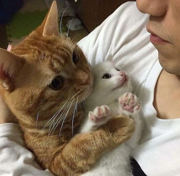 Catsmemes_usa's tweet photo. mom and baby love
#cat #catoftwitter #dog https://t.co/KZ5NgcIk2V