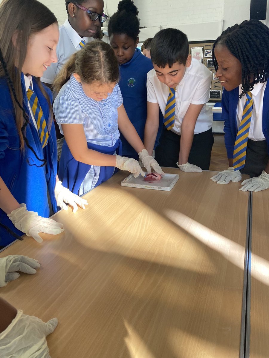 This morning we were answering the question: ‘Do hearts look like this ❤️?’  We also learnt about the left and right ventricle, the vena cava and the aorta 🫀 🫀 <a href="/AlexMcLeodPS/">Alexander McLeod</a> <a href="/sci_alexmcleod/">Science</a>