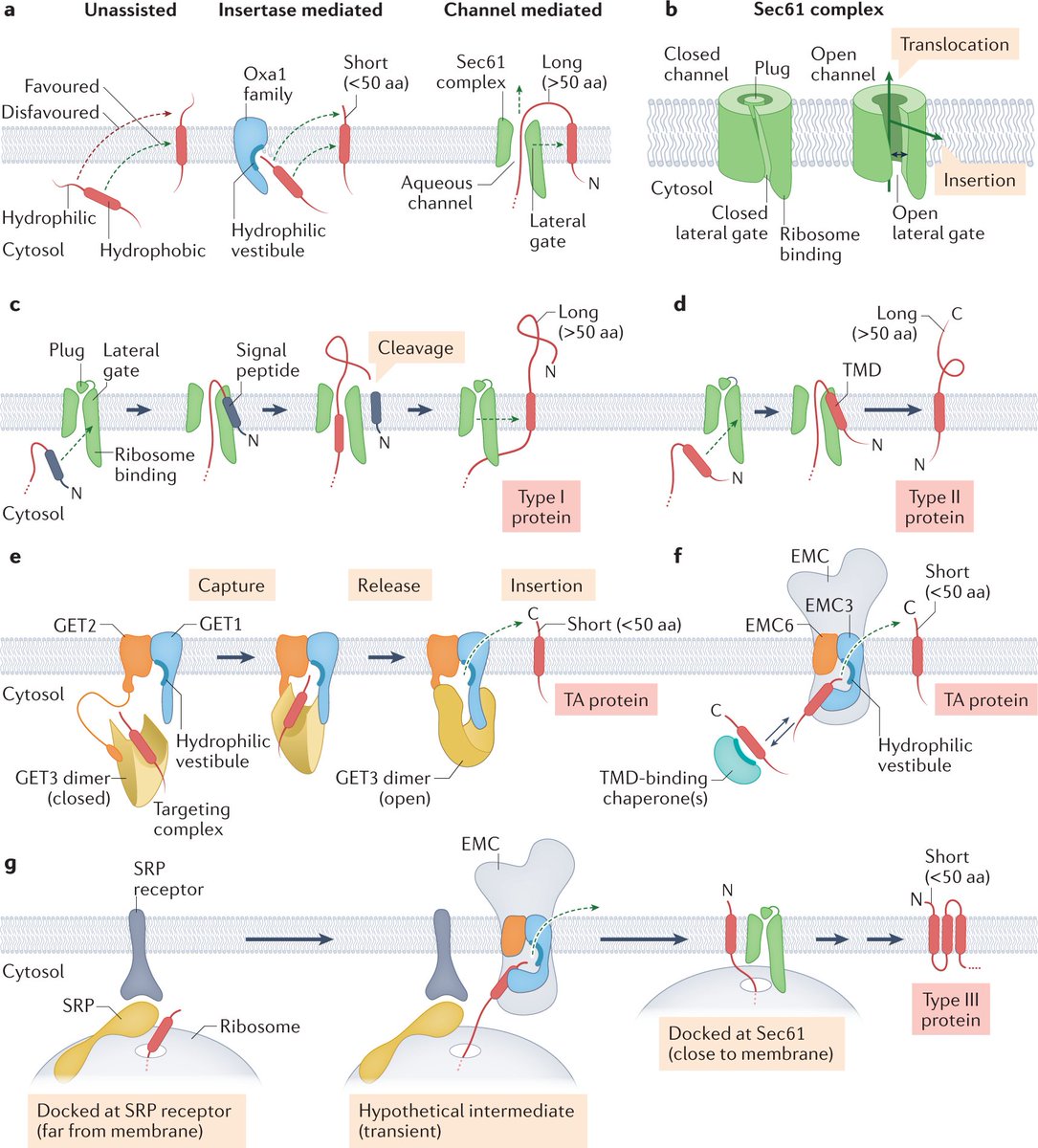 NatRevMCB's tweet photo. Still hot from press #Review by Bob Keenan and Manu Hegde focusing on mechanisms of integral membrane protein biogenesis
@CellBiol_MRCLMB @UChiResearch 

#TransmembraneProteins #ProteinBiogenesis

https://t.co/7if0EGkbTp https://t.co/12ootFjZsr