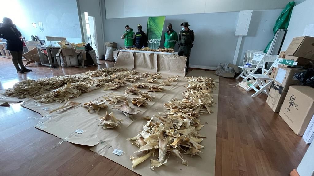 colinita's tweet photo. Inaudito. En el aeropuerto El Dorado @Ambientebogota incautó 3493 aletas de tiburón y 117 kilos de vejigas natatorias de pez que iban a ser enviadas a Hong Kong. Entre 900 y 1000 tiburones fueron sacrificados. Total rechazo a estas conductas que afectan la fauna de nuestro país. https://t.co/ZaKX9wDWFd