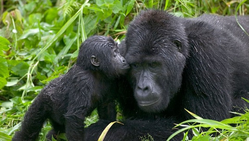 Hope you having a great #gorilladay
#visituganda
