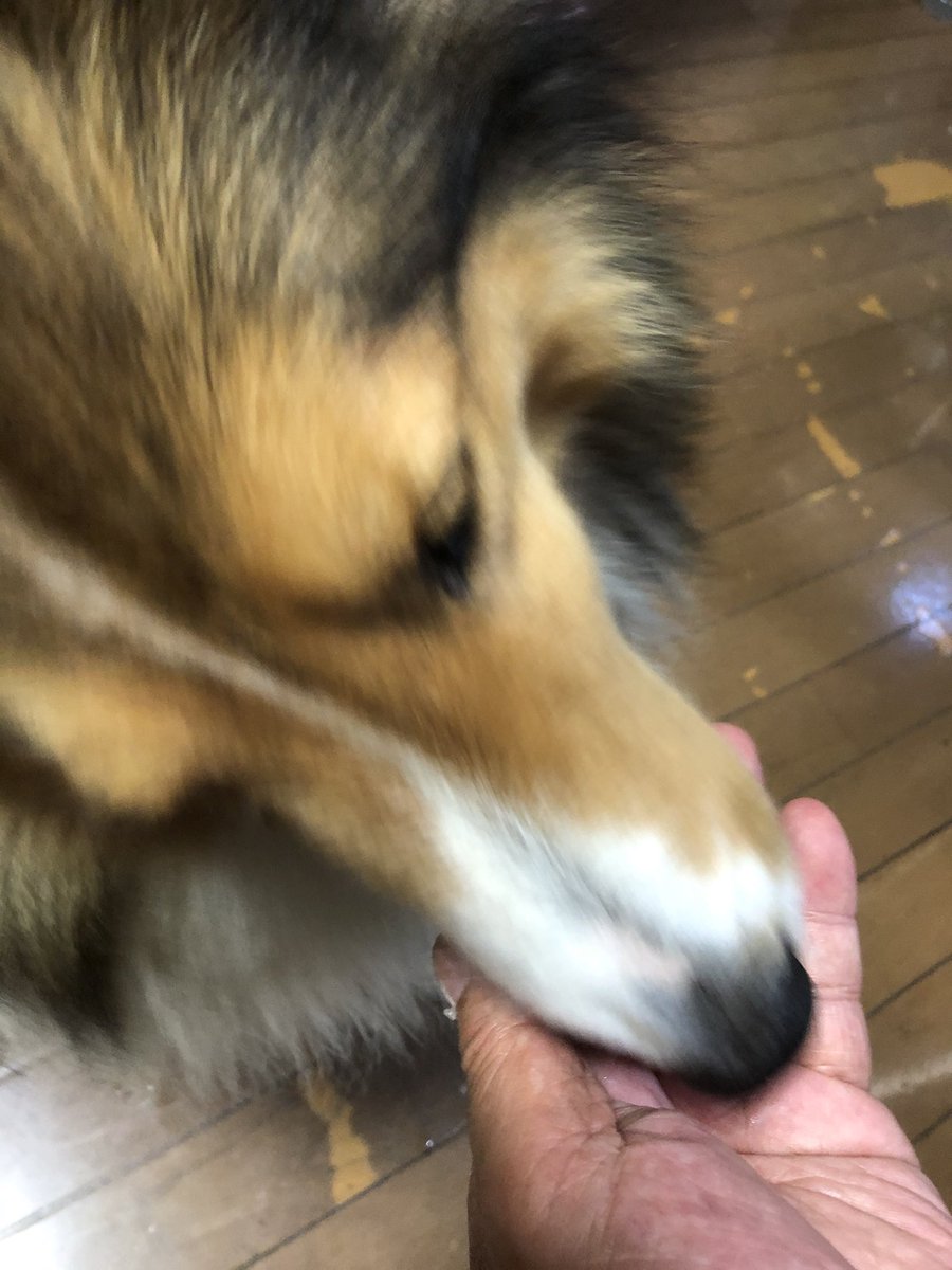 ほくと 2ちゃい 9 24 梨食べてるところ撮れなかったのは食べるの早すぎるからなんだと シャッター下手くそだからではない はず シェルティ シェットランドシープドッグ 犬のいる暮らし