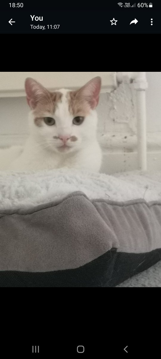 MistyWhacker's tweet photo. Hello @theterrywalton I wonder if you would be so kind to spread the word to those that live near you that our cat has gone missing and if they could please check their sheds. We don't live far and know he ventures in that direction. Thank you ❤ https://t.co/vC29RlOMKd