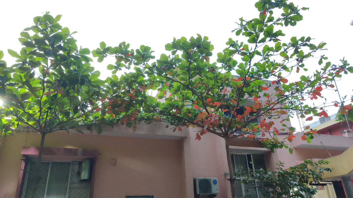 venkteshbabu's tweet photo. @seasonwatch_in saw #AutumnLeaves of #IndianAlmond @Vijaykarnataka office in Chamarajpet #Bengaluru #climatechangeimpact
#seasonaltrees #treephenology #climatechangestudy #citizenscience #citizenscientist @venadavenu @katranjeet https://t.co/K8rgFd4QT7