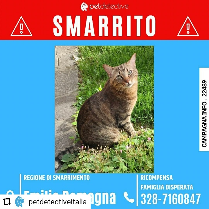 CD da Instagram <a href="/PetDetective_IT/">Pet Detective Italia</a> 🆘
SMARRITO SCHEGGIA a BOLOGNA (BO)
presso Via Andrea Costa 44 
Razza: Europeo Maschio castrato
Pelo tigrato marrone, SPAVENTATO non si lascia avvicinare
RICOMPENSA FAMIGLIA DISPERATA
Claudia 3287160847 🔗instagram.com/p/CUH2MjTt2nA/…